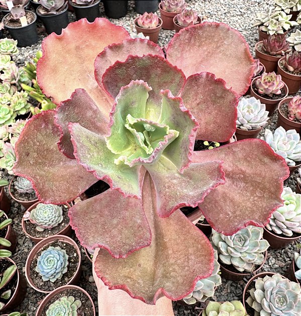 E. GIBB. MAUNA LOA (CARÚNCULAS) POTE 15