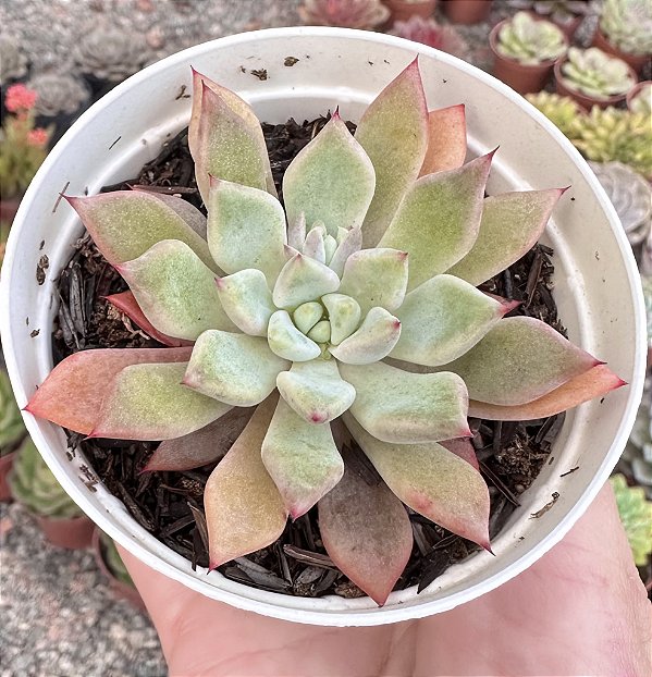GRAP. ORANGE SHERBET POTE 9