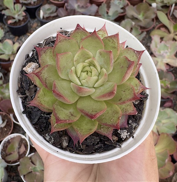 E. NYMERIA (COREANA) POTE 9