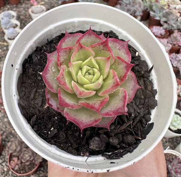 E. NYMERIA (COREANA) POTE 9