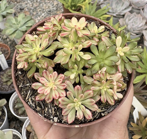 A. SEDIFOLIUM VAR. POTE 9
