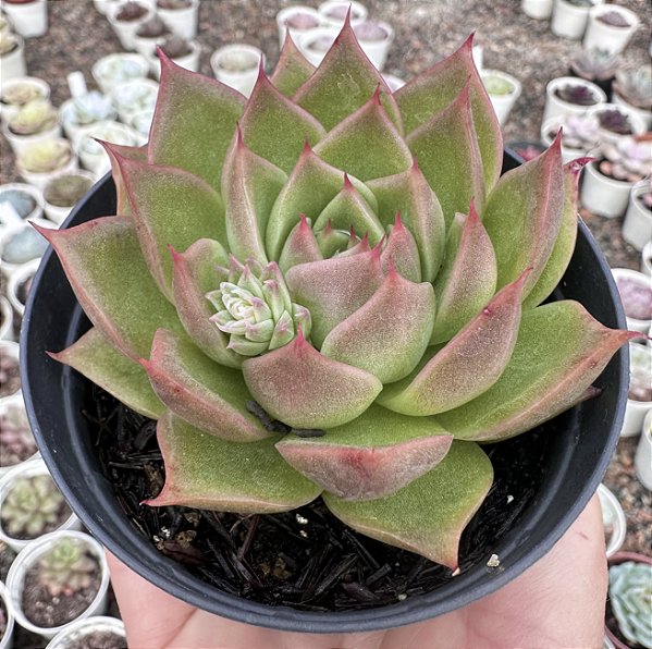 E. MAX POTE 9