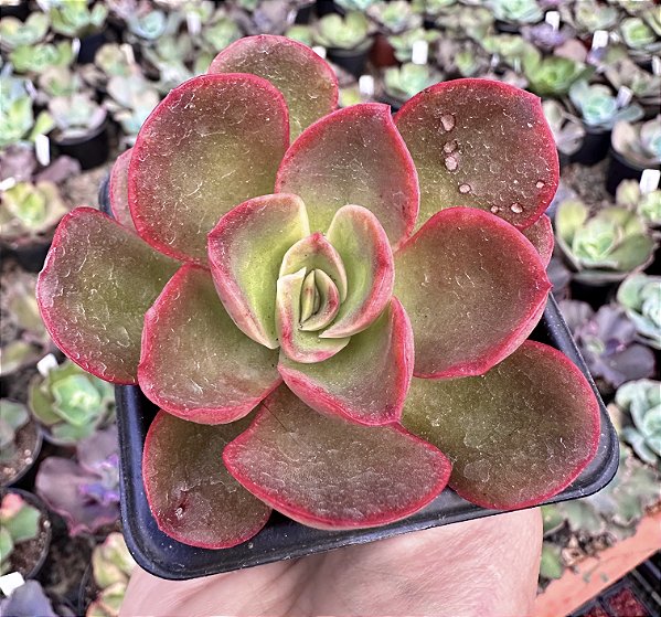 E. KAKUREI POTE 7