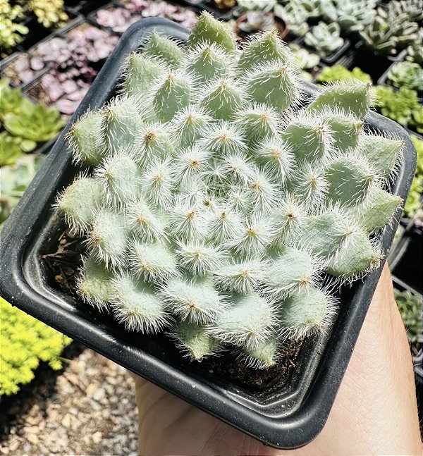 E. SETOSA F 042 POTE 7
