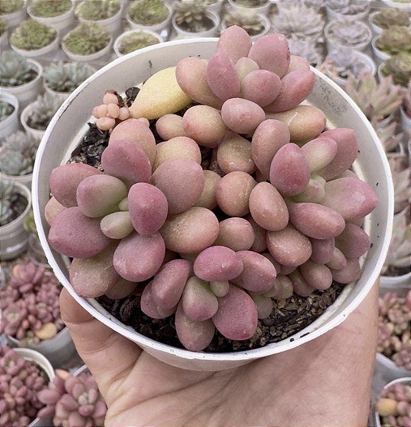 GRAP. AMESTHYSTINUM RED COLÔNIA POTE 9