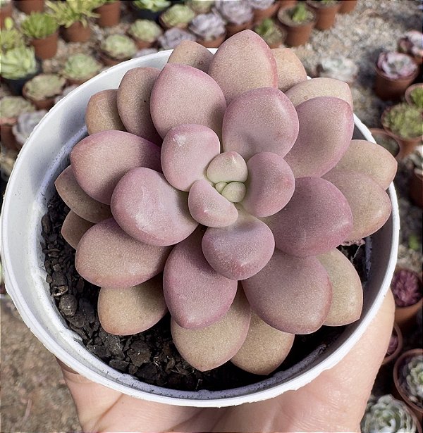 GRAP. AMESTHYSTINUM RED POTE 9