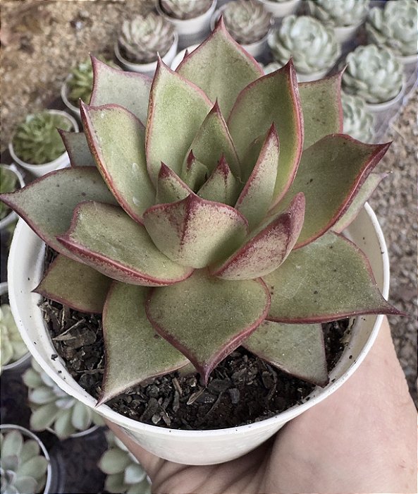E. PURPUSORUM X ROMEO POTE 9