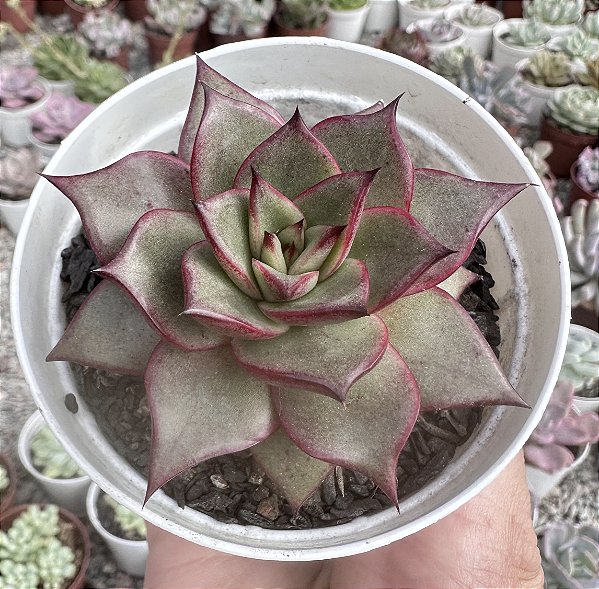 E. PURPUSORUM X ROMEO POTE 9