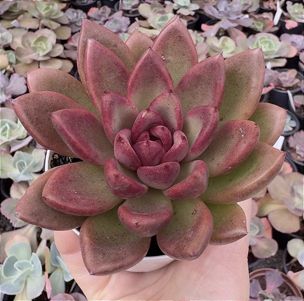 E. ABUNDANT ROSE POTE 9