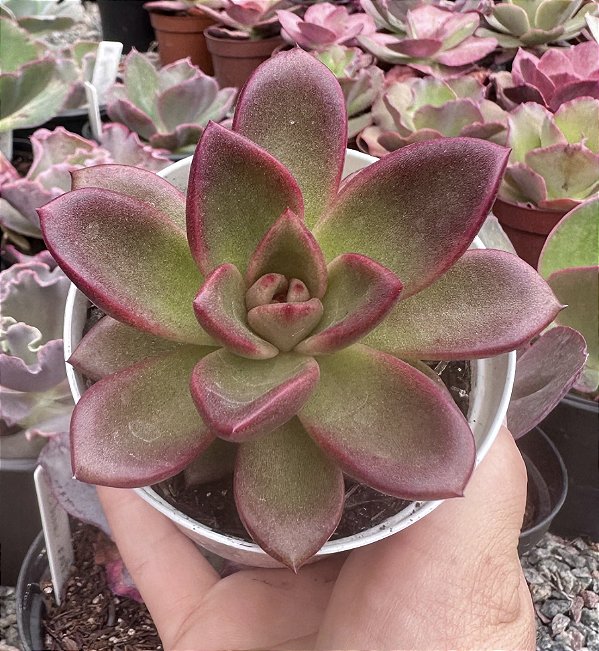 E. ABUNDANT ROSE POTE 9