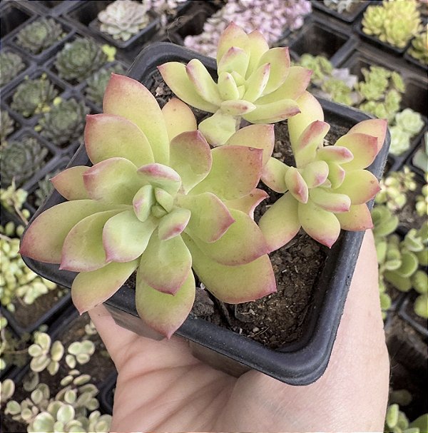 E. MINI BELLE POTE 7