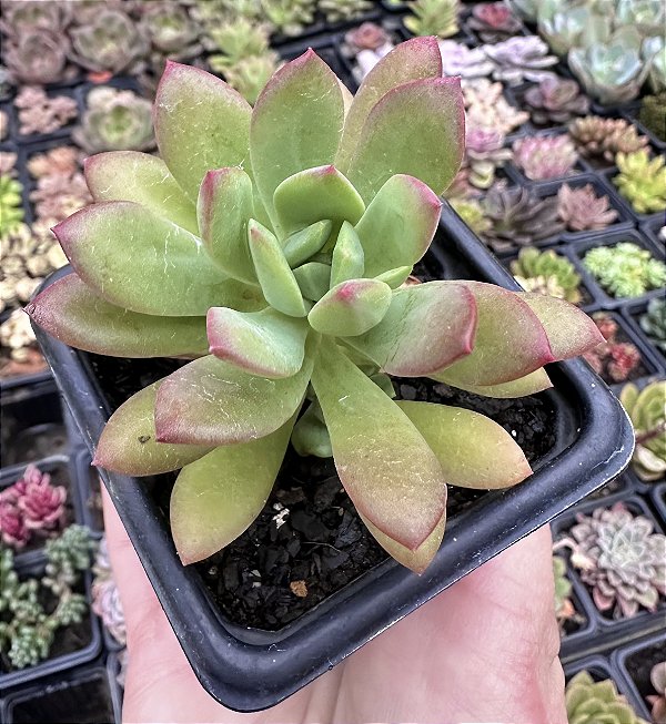 E. MINI BELLE POTE 7