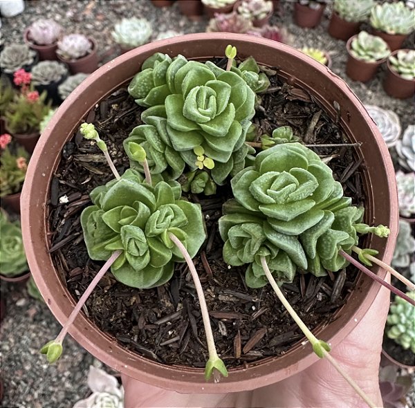 C. SUSANNAE POTE 9