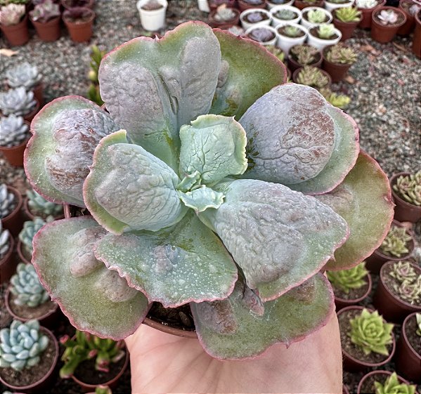 E. GIBB. LÍNGUAS  POTE 9