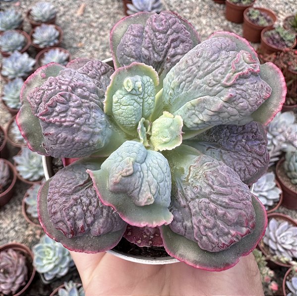 E. GIBB. LÍNGUAS POTE 9