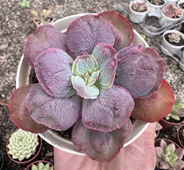 E. GIBB. LÍNGUAS  POTE 9