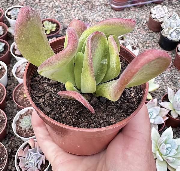 KALANCHOE ORICULA POTE 9