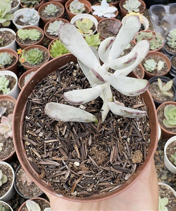 COTY. FLANAGANII POTE 9