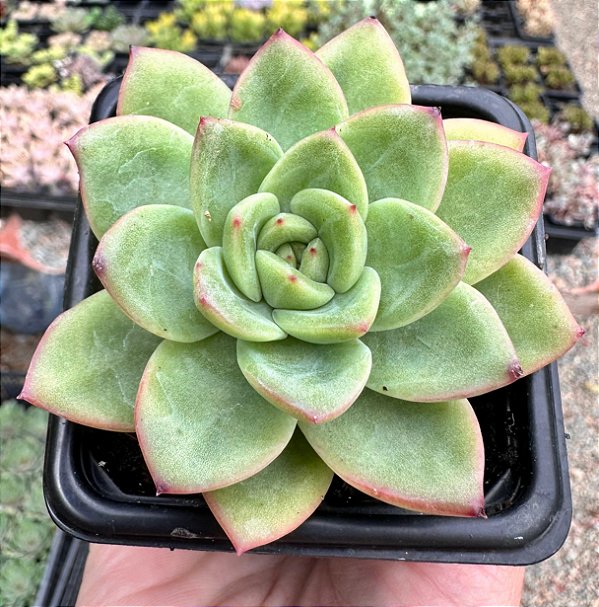 E. GILVA RED POTE 7