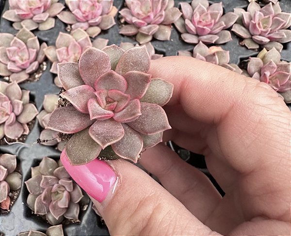 E. MINA PLUG