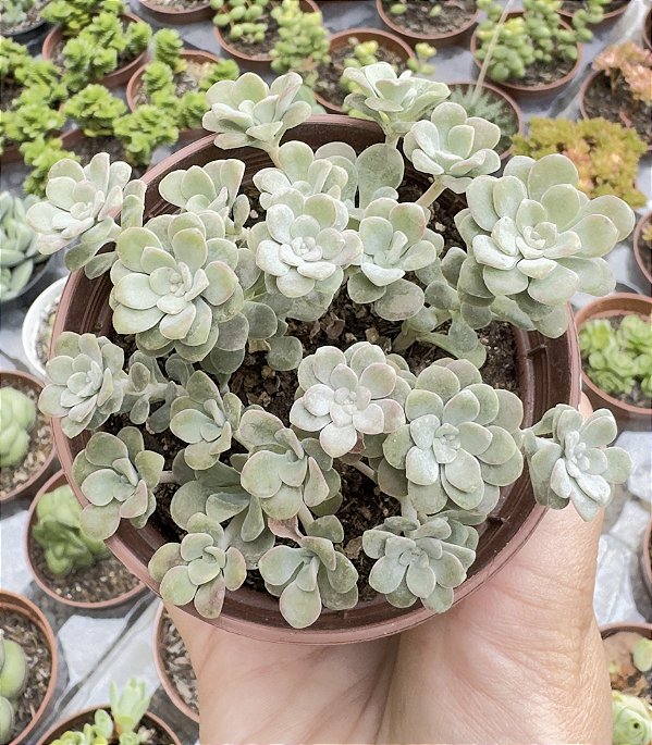 SED. SPATHULIFOLIUM CAPE BLANCO POTE 9