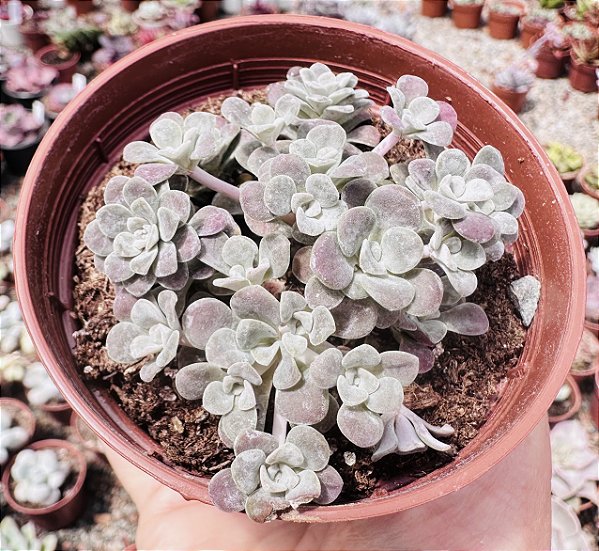 SED. SPATHULIFOLIUM CAPE BLANCO POTE 9