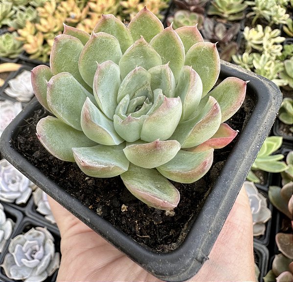 E. STRAWBERRY ICE POTE 7