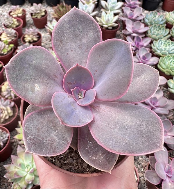 E. LINN POTE 9