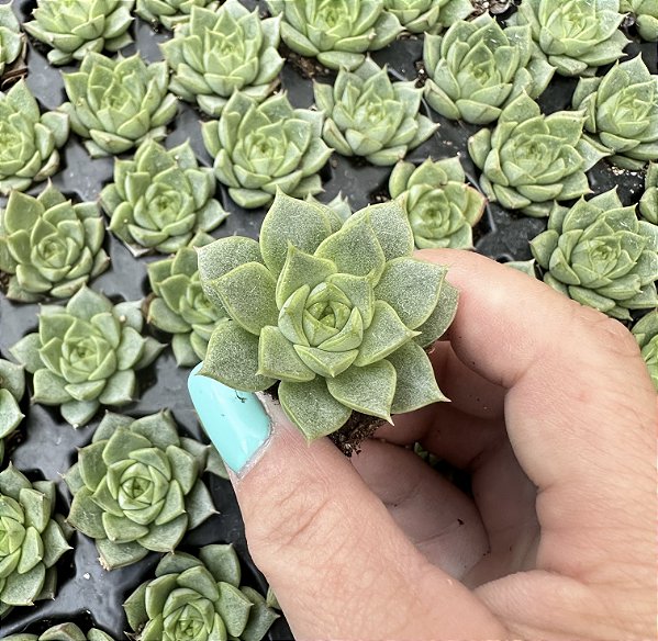 E. FABIOLA PLUG