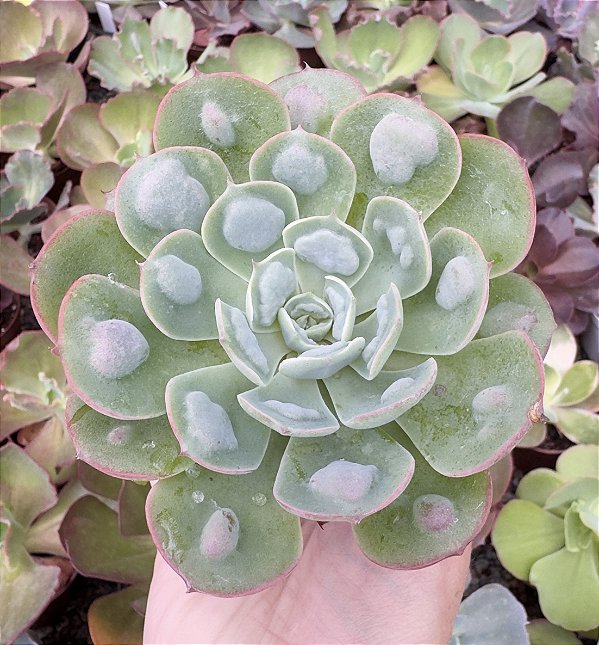 E. GIBB. RAINDROPS POTE 9