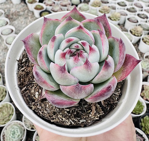 E. CASSIDY POTE 9