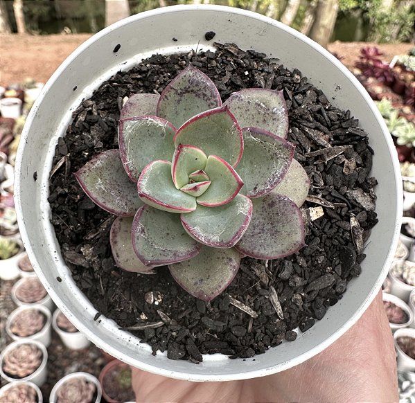 E. RIGA POTE 9