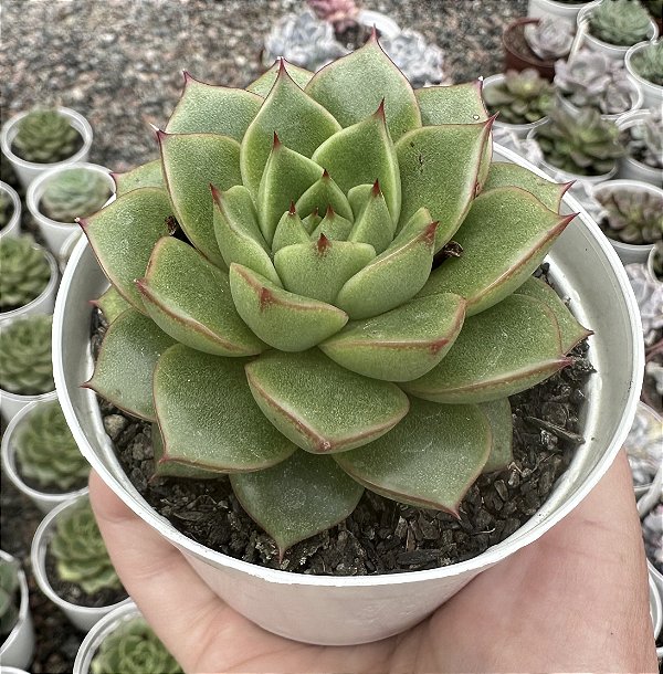 E. VIREDESSA POTE 9