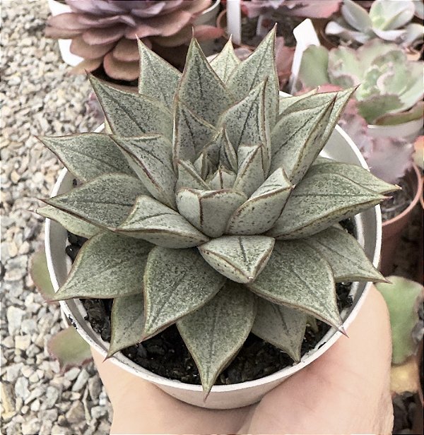 E. PURPUSORUM WHITE POTE 9