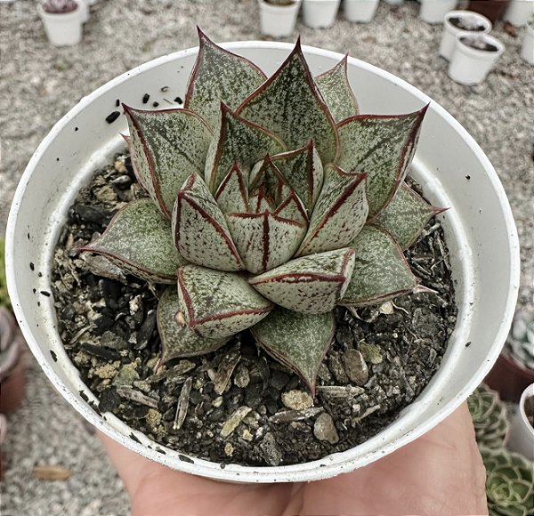 E. PURPUSORUM WHITE POTE 9
