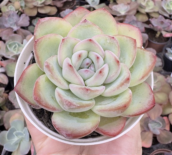 E. PUFF POTE 9