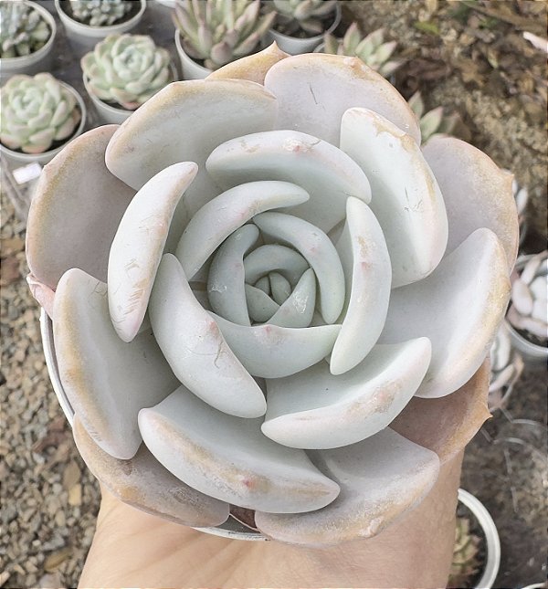 E. NEBULIRIS POTE 9