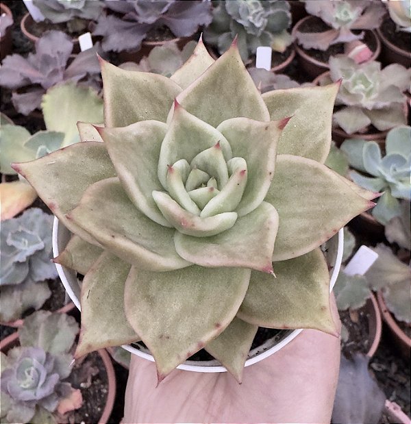 E. JADE STAR VARIEGATA POTE 9