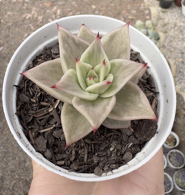 E. JADE STAR VARIEGATA POTE 9