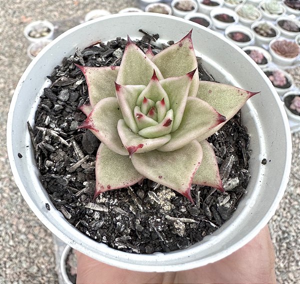 E. JADE STAR VARIEGATA POTE 9