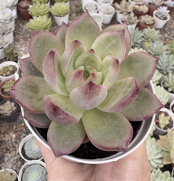 E. BLOOD PARROT POTE 9