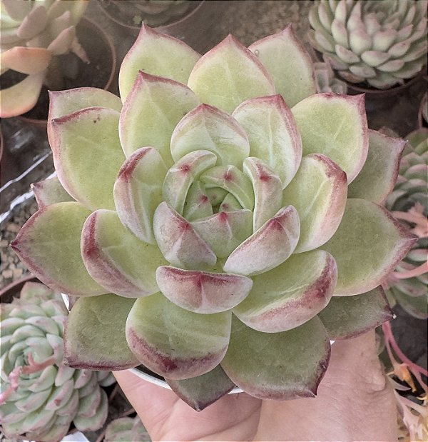 E. BLOOD PARROT POTE 9