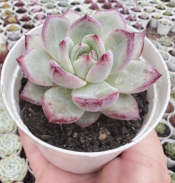 E. BLOOD PARROT POTE 9