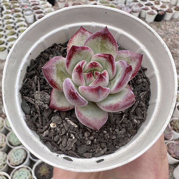E. BLOOD PARROT POTE 9