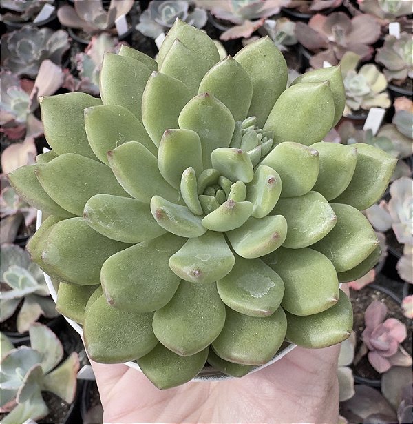 E. LUXFLORA POTE 9