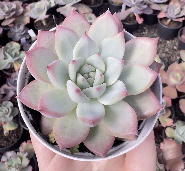 E. COLORATA AUTENTICA POTE 9