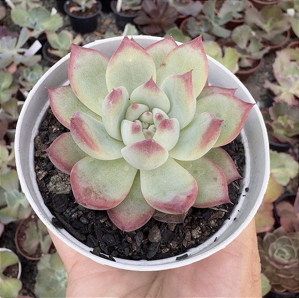 E. COLORATA AUTENTICA POTE 9