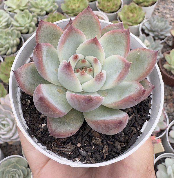 E. COLORATA AUTENTICA POTE 9