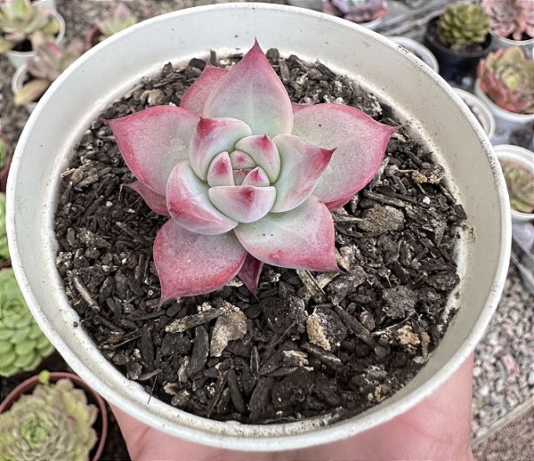 E. COLORATA AUTENTICA POTE 9