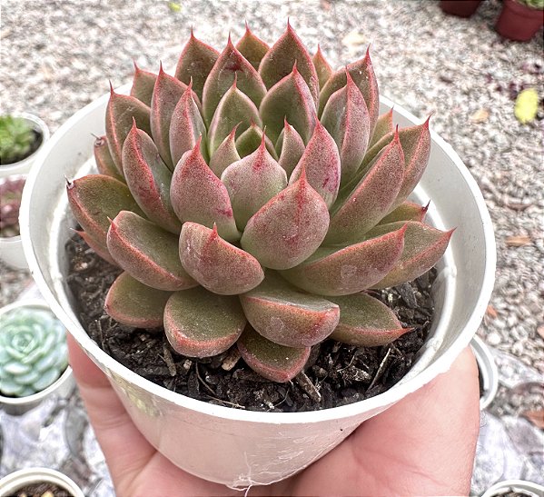 E. OBSCURIS POTE 9